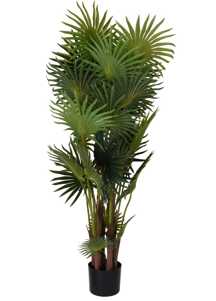 PALMERA COSTA RICA 120CM