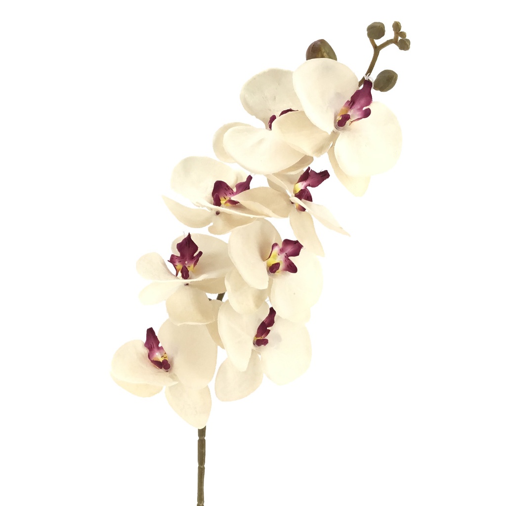 ORQUIDEA CREMA FUCSIA