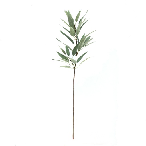 [2229-23Z] Eucalyptus Globulus 100 Cms Verde Claro